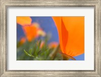 Framed Poppies Spring Bloom 1. Lancaster, CA