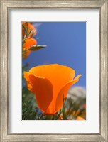 Framed Poppies Spring Bloom 2. Lancaster, CA