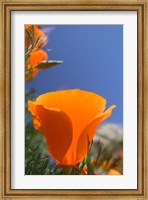 Framed Poppies Spring Bloom 2. Lancaster, CA