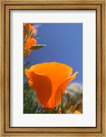 Framed Poppies Spring Bloom 2. Lancaster, CA