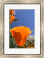 Framed Poppies Spring Bloom 2. Lancaster, CA