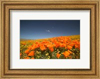 Framed Poppies Spring Bloom 3. Lancaster, CA