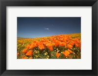 Framed Poppies Spring Bloom 3. Lancaster, CA