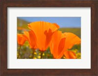 Framed Poppies Spring Bloom 4. Lancaster, CA