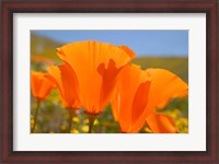 Framed Poppies Spring Bloom 4. Lancaster, CA