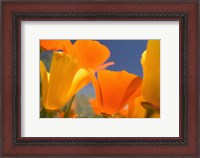 Framed Poppies Spring Bloom 5. Lancaster, CA