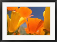 Framed Poppies Spring Bloom 5. Lancaster, CA