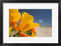 Framed Poppies Spring Bloom 6. Lancaster, CA