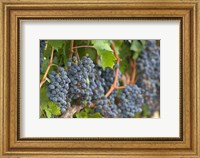 Framed Vineyard Grapes, Calistoga, Napa Valley, Ca