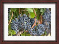 Framed Vineyard Grapes, Calistoga, Napa Valley, Ca