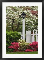 Framed Pickett Fence, Lamp, Azaleas, And Flowering Dogwood Tree, Louisville, Kentucky