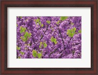 Framed Oregon Blossoms And New Growth On Redbud Tree In Multnomah County