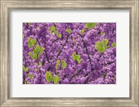 Framed Oregon Blossoms And New Growth On Redbud Tree In Multnomah County