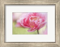 Framed Pink Double Tulip Flower, Pennsylvania