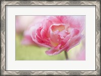 Framed Pink Double Tulip Flower, Pennsylvania