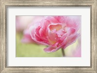 Framed Pink Double Tulip Flower, Pennsylvania