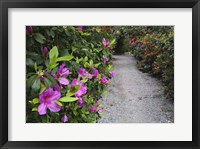 Framed Rhododendron Along Pathway, Magnolia Plantation, Charleston, South Carolina