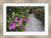 Framed Rhododendron Along Pathway, Magnolia Plantation, Charleston, South Carolina