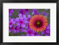 Framed Phlox And Indian Blanket Near Devine Texas