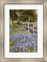 Framed Lone Oak Tree Along Fenceline With Spring Bluebonnets, Texas