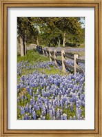 Framed Lone Oak Tree Along Fenceline With Spring Bluebonnets, Texas