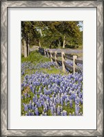 Framed Lone Oak Tree Along Fenceline With Spring Bluebonnets, Texas