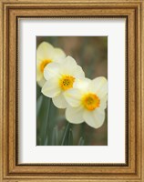 Framed Closeup Of White Daffodils, Arlington, Virginia