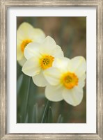 Framed Closeup Of White Daffodils, Arlington, Virginia