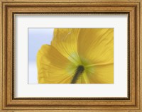 Framed Underside Of Poppy Flower, Seabeck, Washington State
