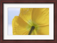 Framed Underside Of Poppy Flower, Seabeck, Washington State