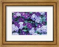 Framed Hydrangea And Clematis, Issaquah, Washington