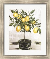 Framed Lemon Tree