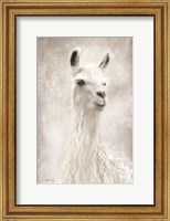 Framed Lulu the Llama Up Close