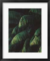 Framed Palm Leaves