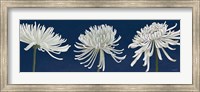 Framed Morning Chrysanthemums V Dark Blue
