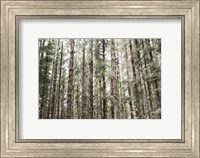 Framed Mossy Pines