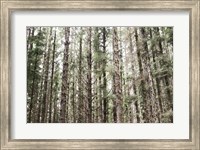 Framed Mossy Pines