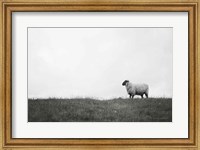 Framed Islay Sheep II