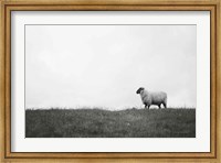 Framed Islay Sheep II
