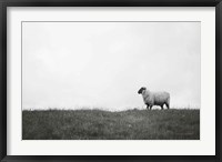 Framed Islay Sheep II