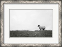 Framed Islay Sheep II