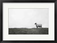 Framed Islay Sheep II