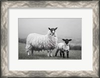 Framed Islay Sheep I