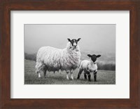 Framed Islay Sheep I