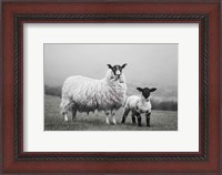 Framed Islay Sheep I