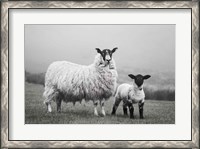 Framed Islay Sheep I