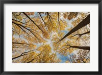 Framed Towering Trees III