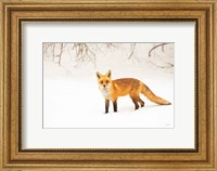 Framed Red Fox IV