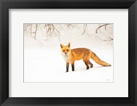 Framed Red Fox IV