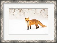 Framed Red Fox IV